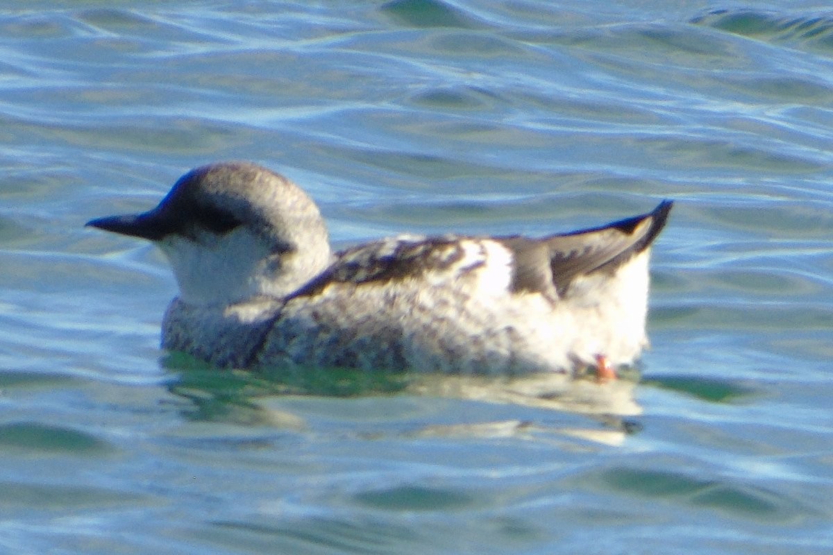 Black Guillemot - ML78124441