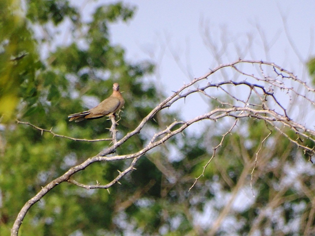 Laughing Dove - ML78125351