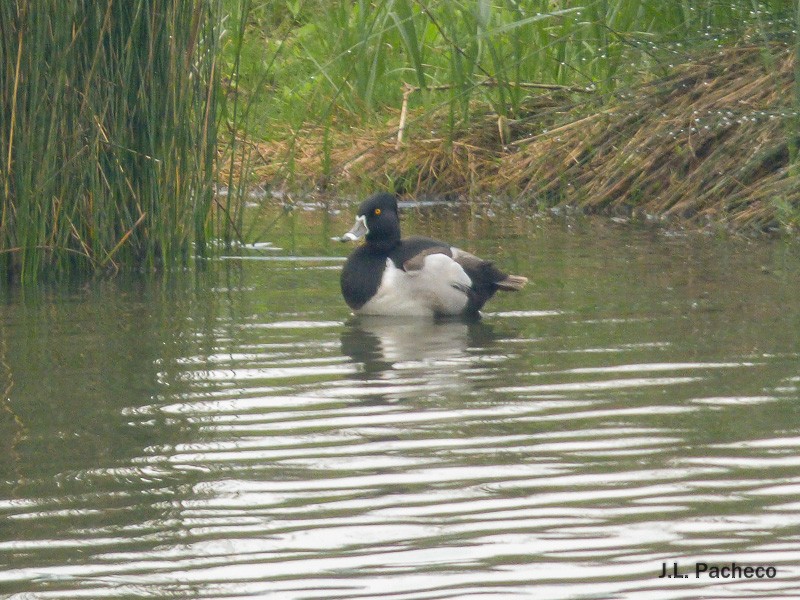 Ring-necked Duck - ML78126881