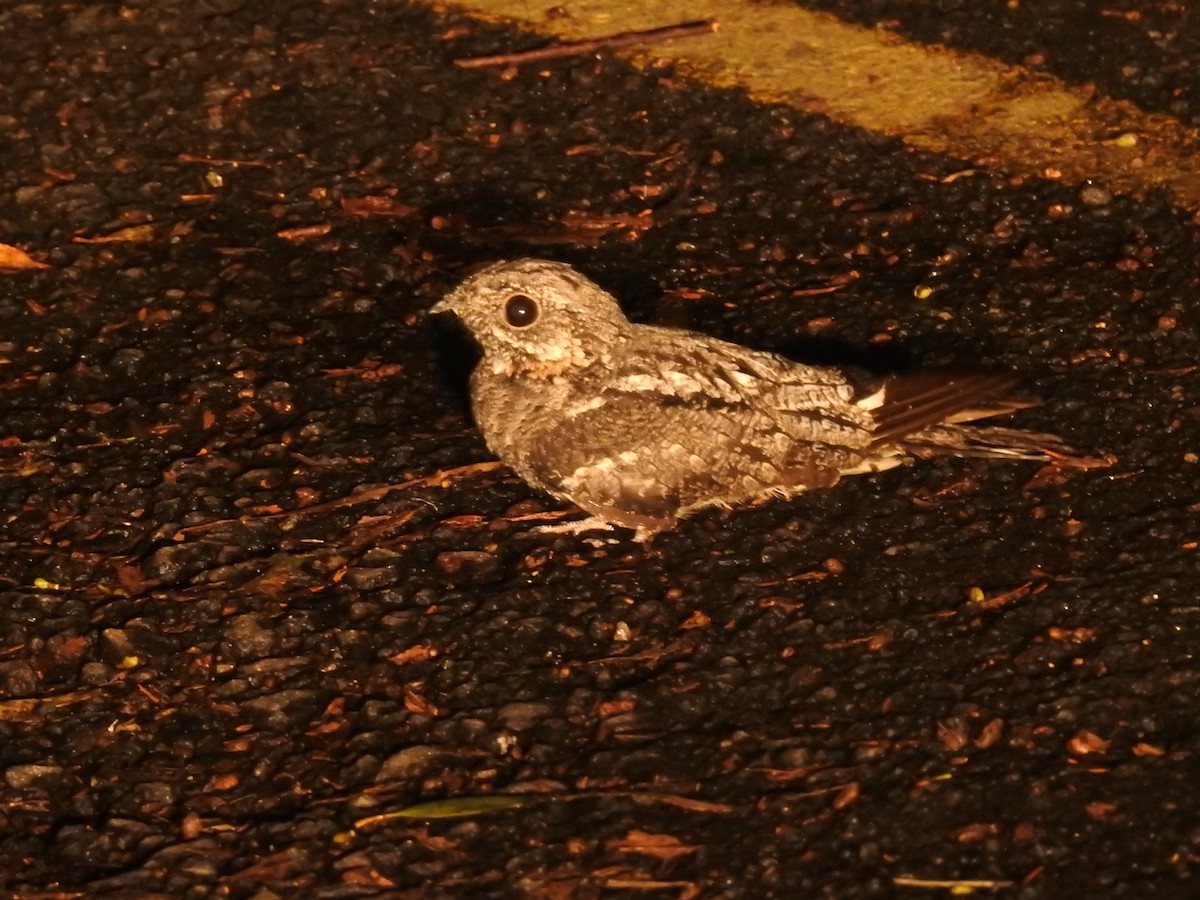 Jungle Nightjar - ML78127321