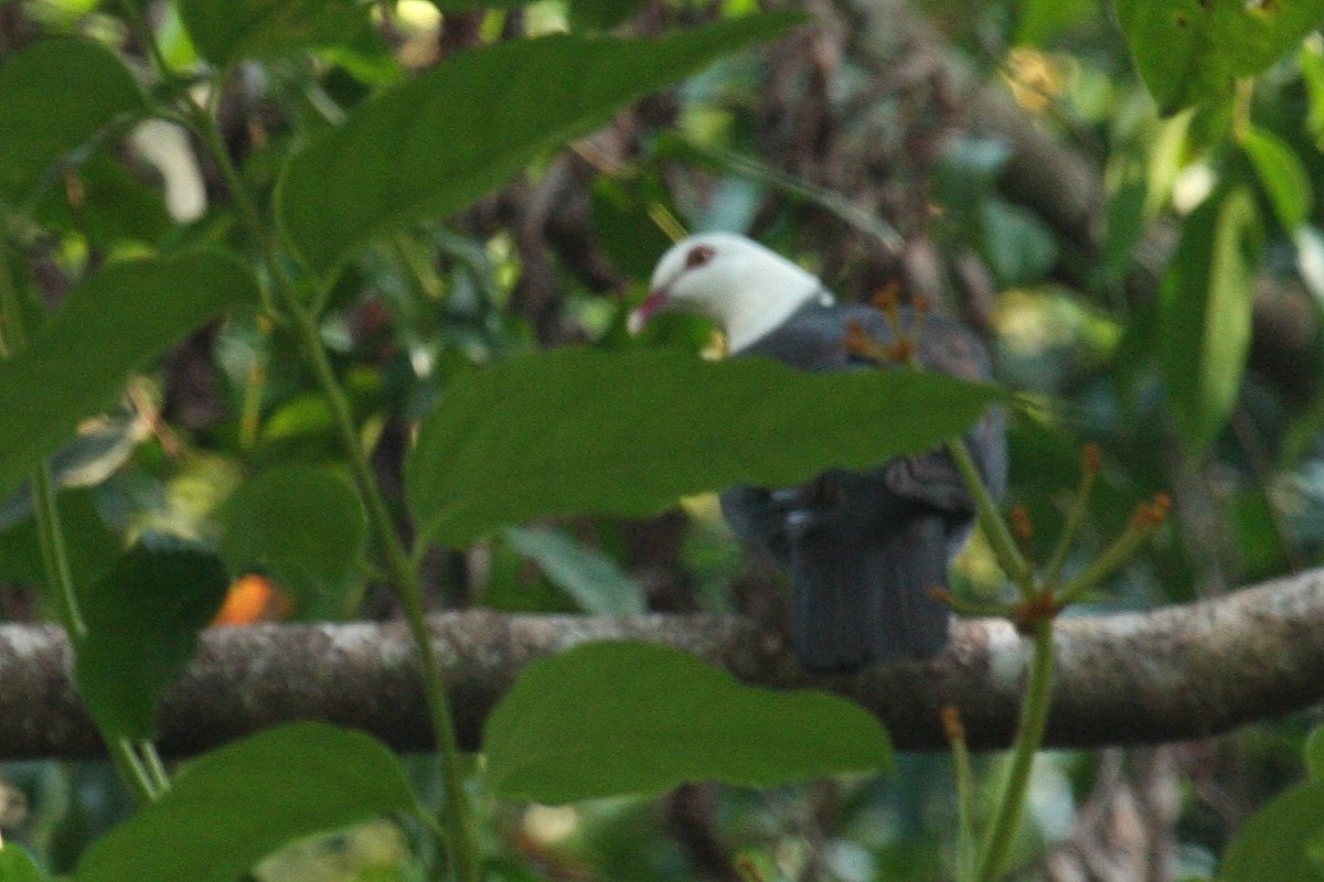 White-headed Pigeon - ML78127431