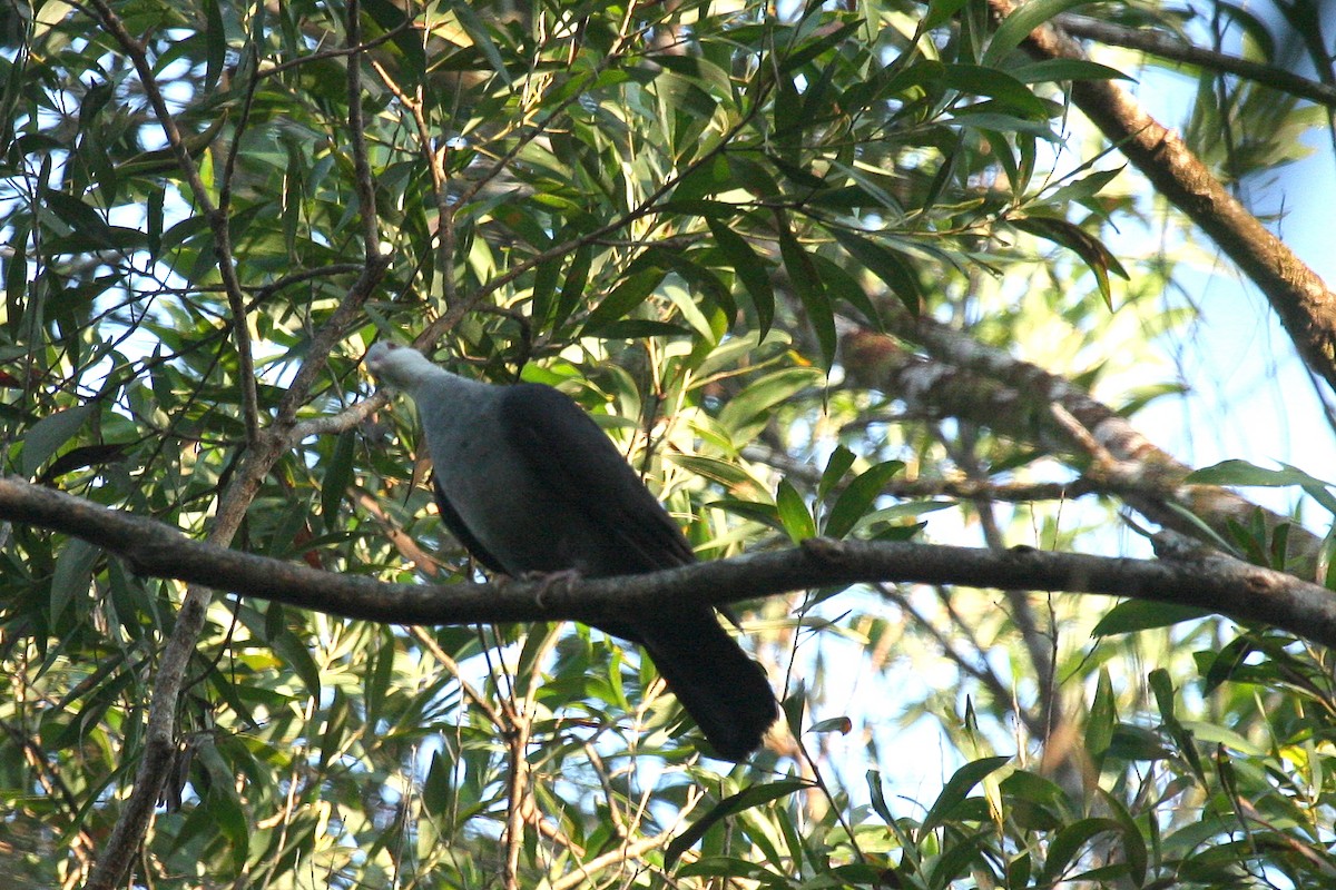 White-headed Pigeon - ML78127501