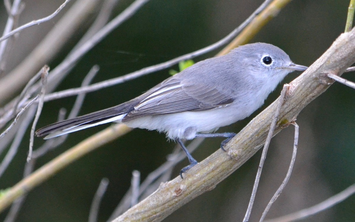 Blue-gray Gnatcatcher - ML78127841