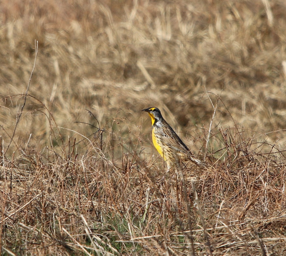 Eastern Meadowlark - ML78128001