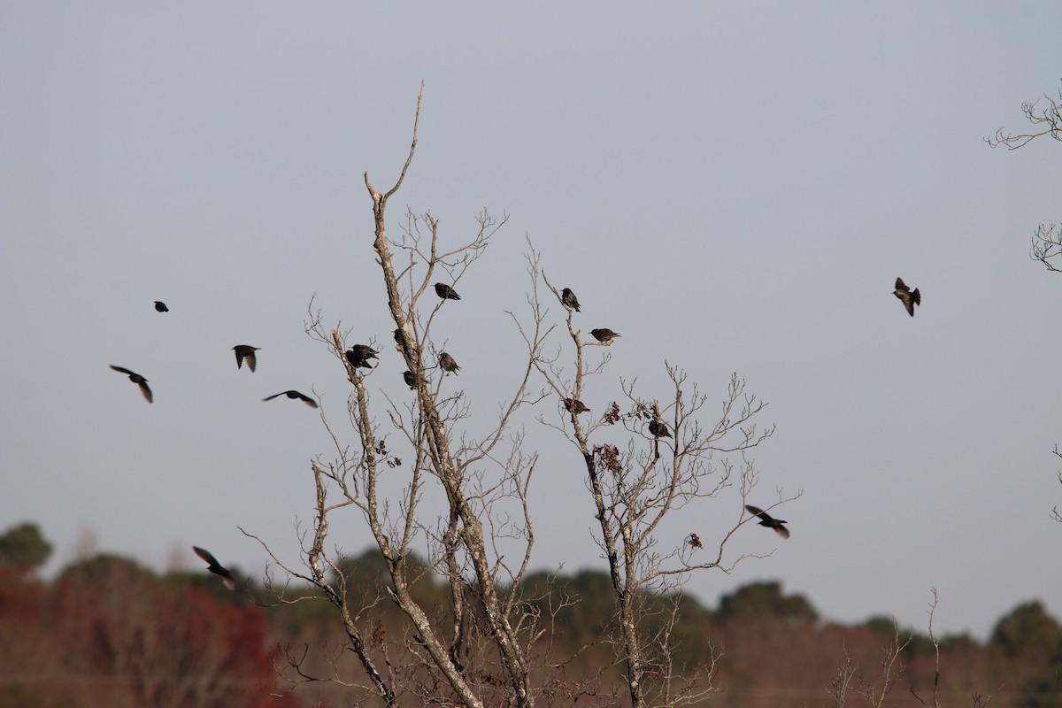 European Starling - ML78128051