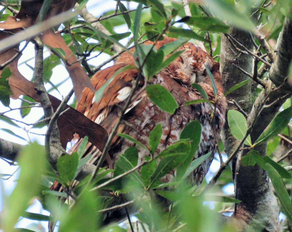 Eastern Screech-Owl - ML78129041