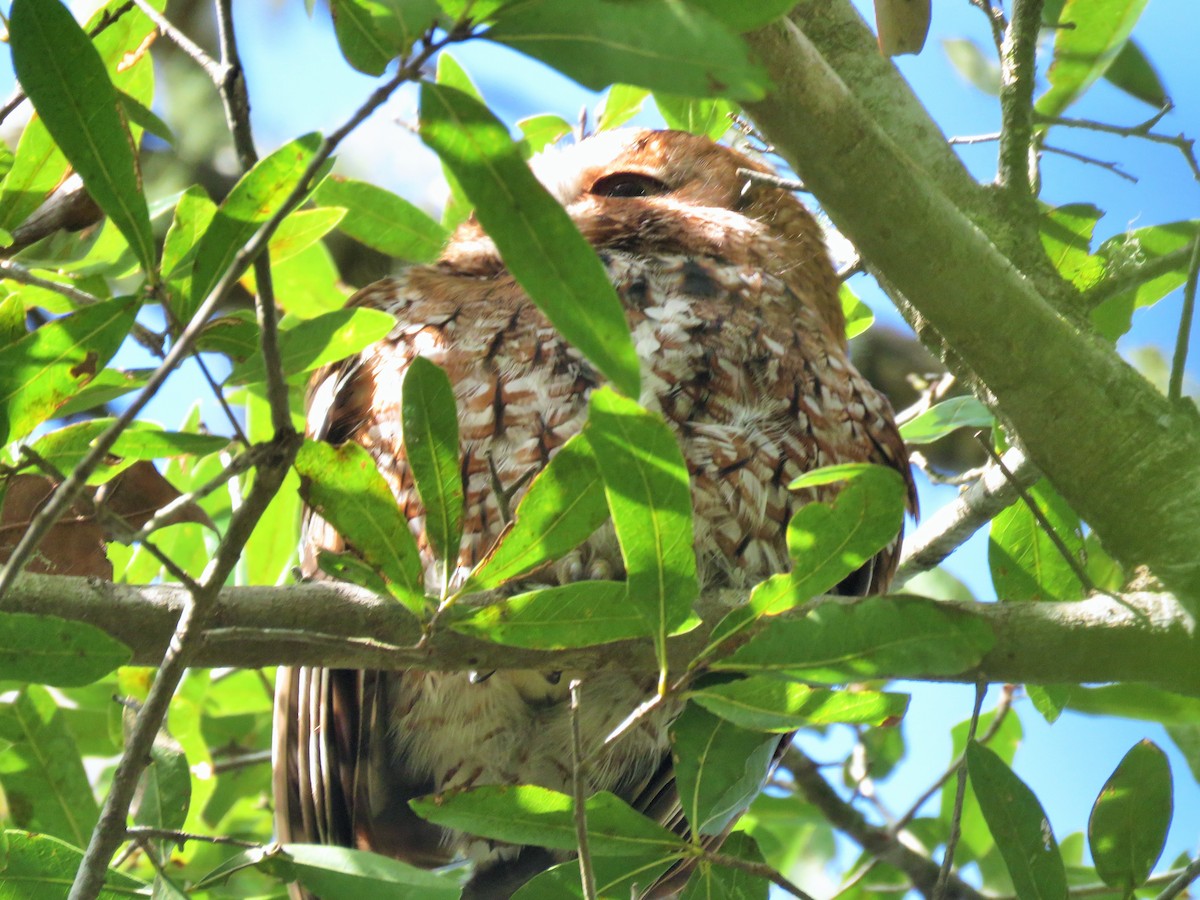 Eastern Screech-Owl - ML78129051