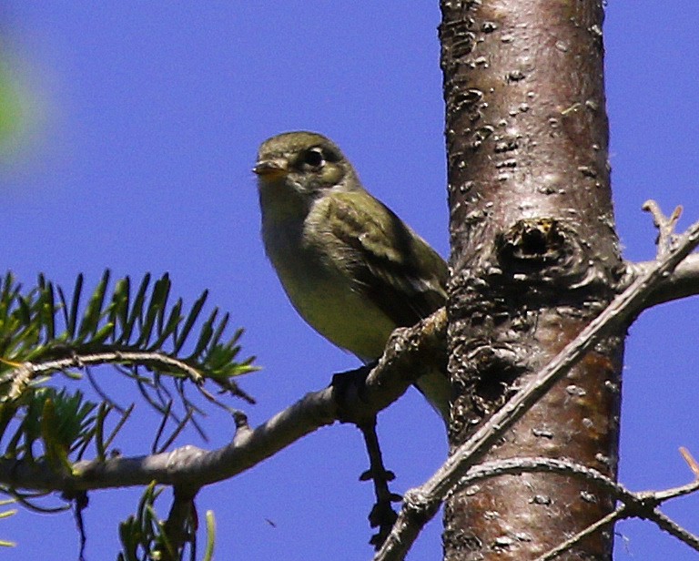 Yellow-bellied Flycatcher - Blair Bernson