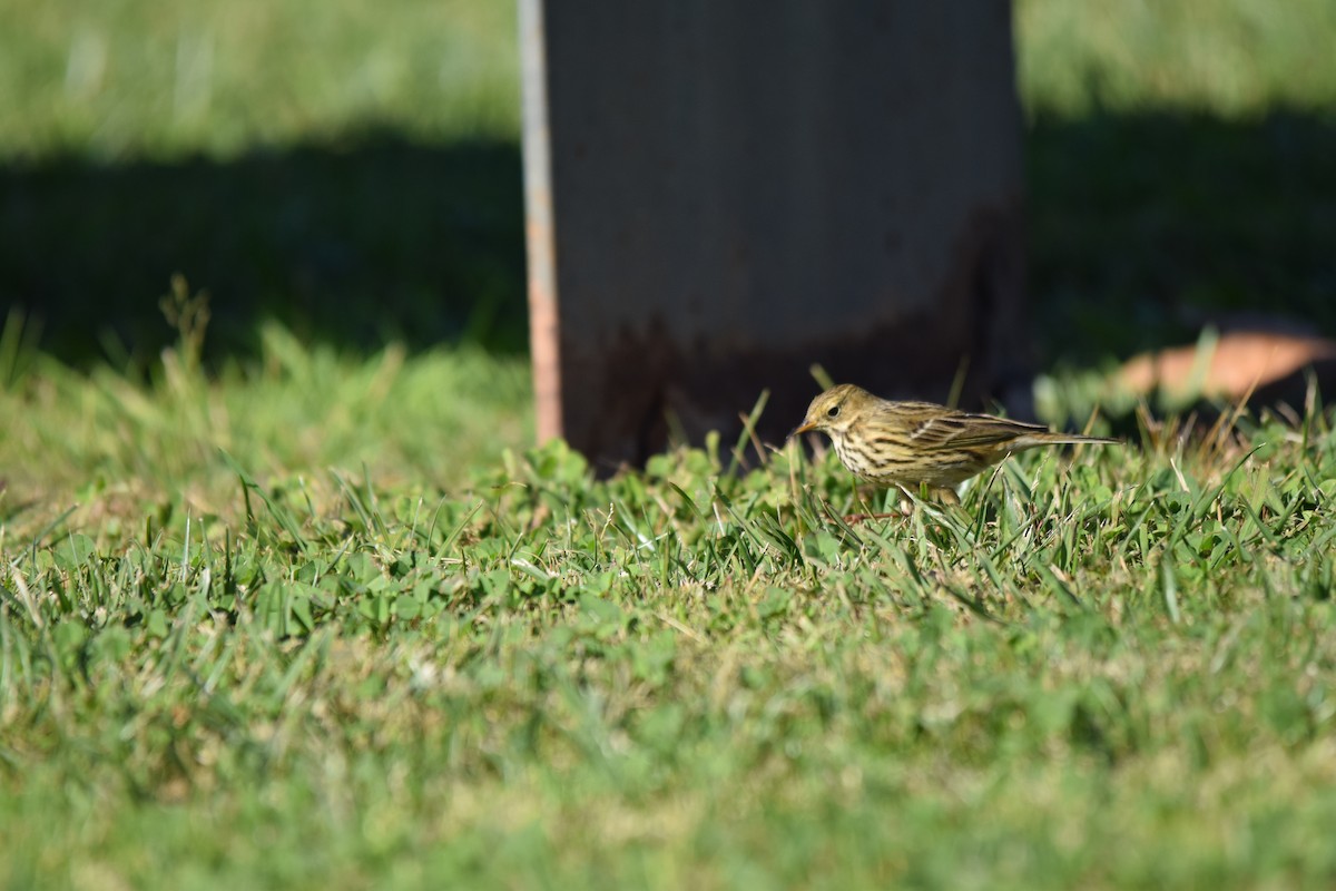 Meadow Pipit - ML78131051