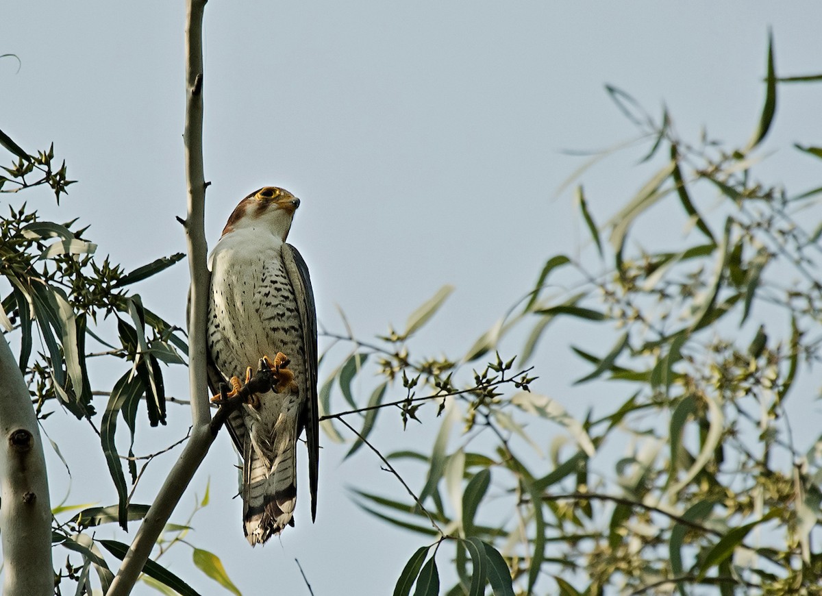 Red-necked Falcon - ML78131431