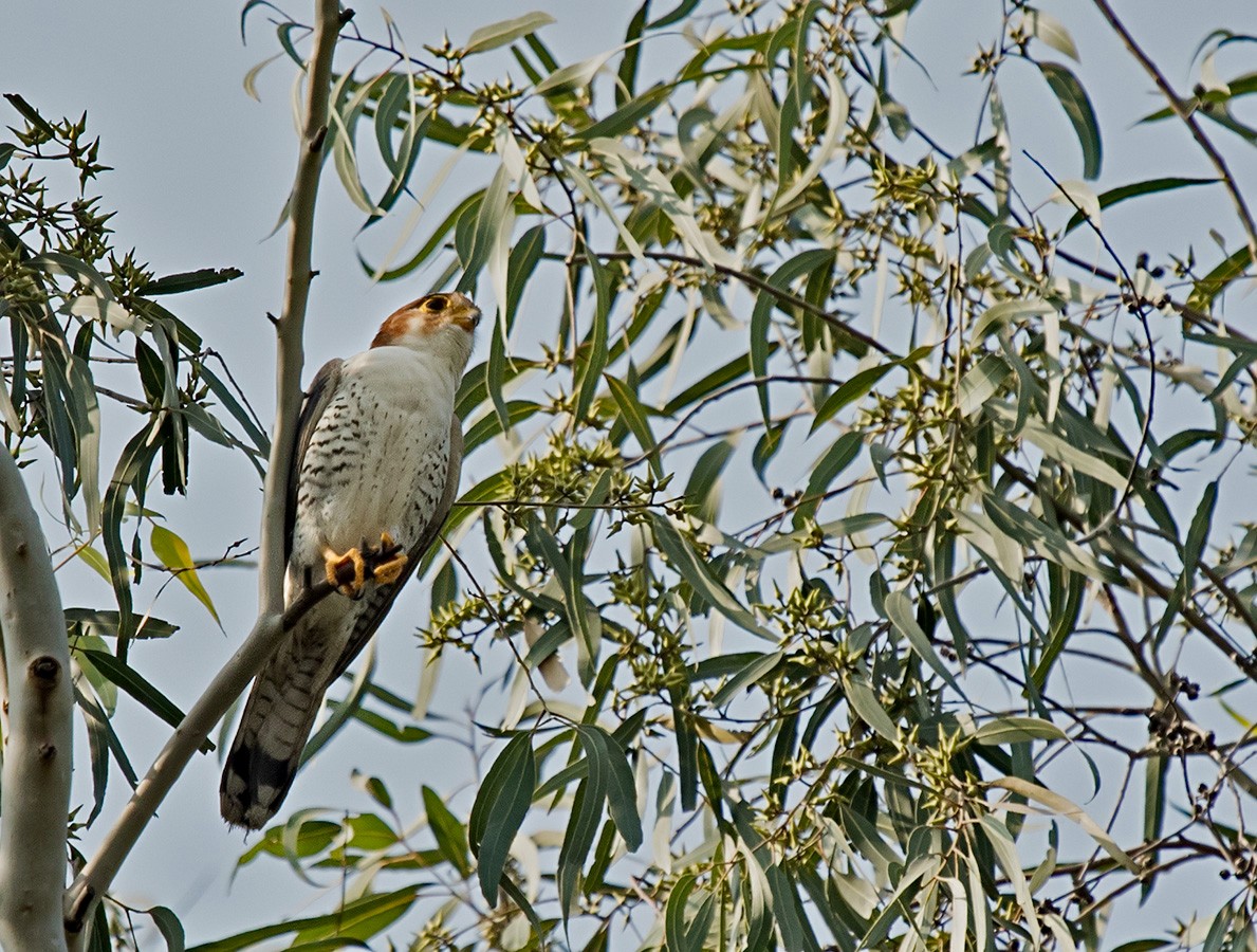 Red-necked Falcon - ML78131461