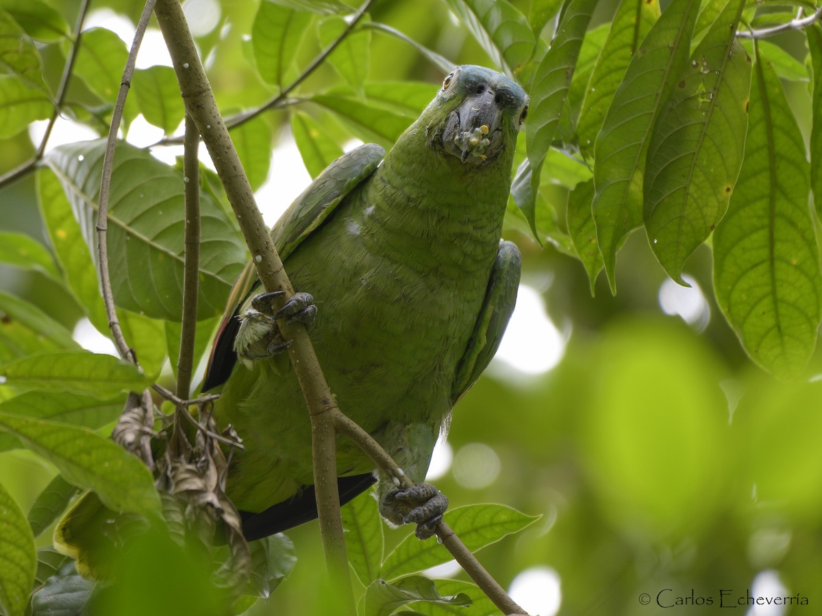 ムジボウシインコ - ML78131511