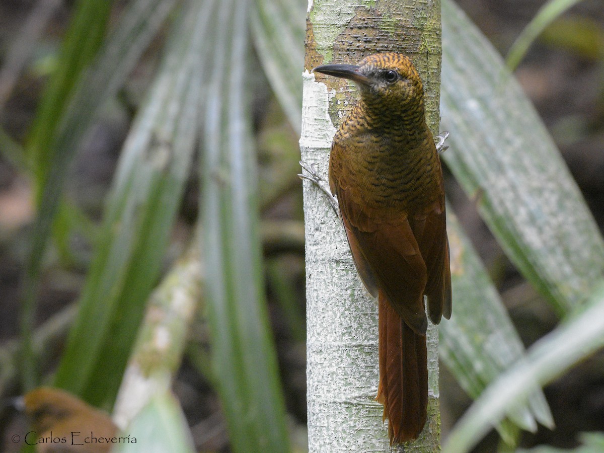 Northern Barred-Woodcreeper - Carlos Echeverría