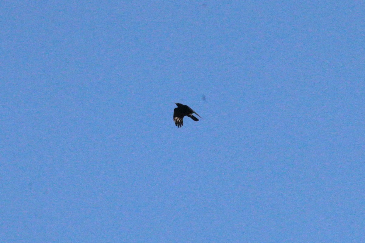 Fish Crow - ML78131931