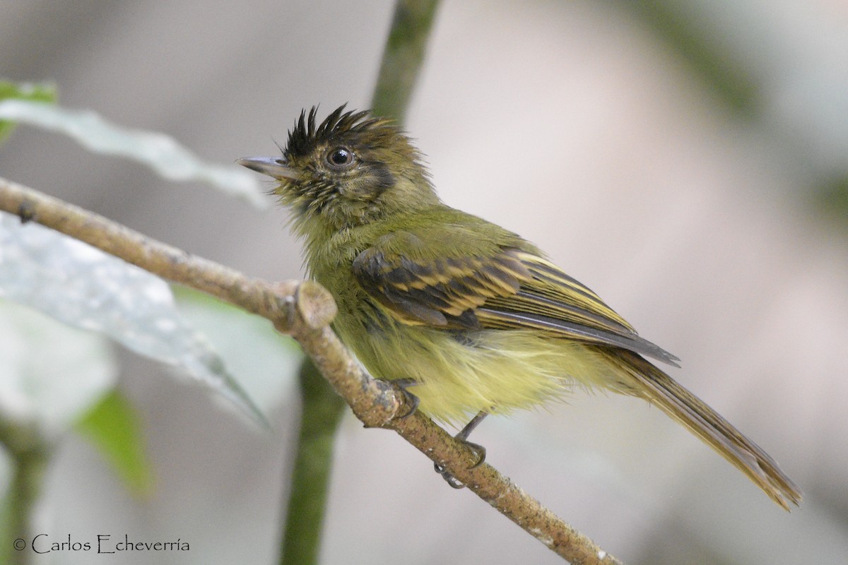 Sepia-capped Flycatcher - ML78132041