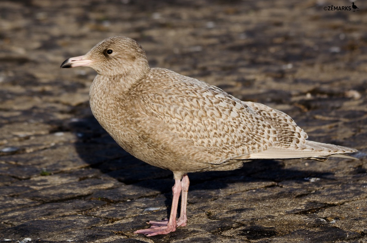 Glaucous Gull - ML78135211