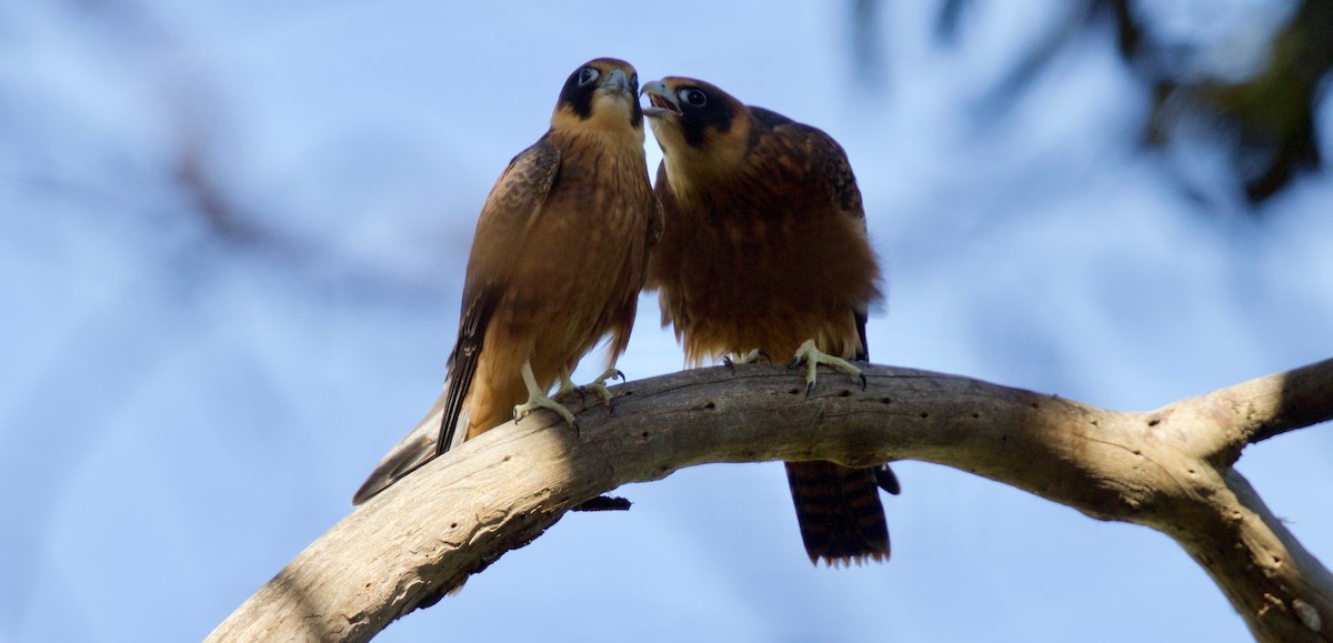 Australian Hobby - ML78135621