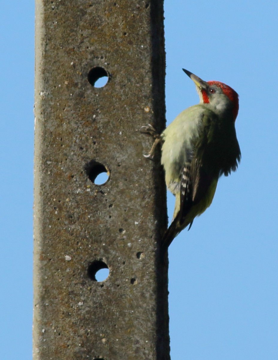 Iberian Green Woodpecker - ML78136521