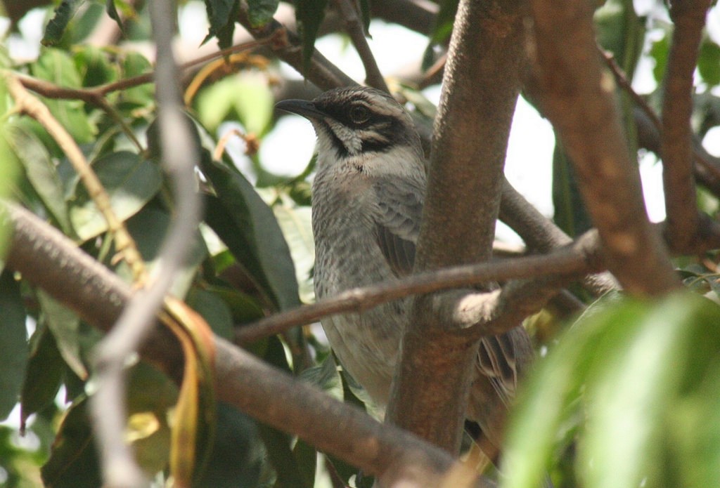 Long-tailed Mockingbird - ML78136831