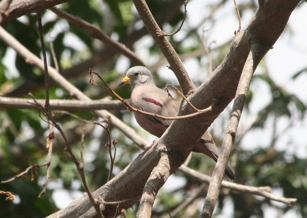 Croaking Ground Dove - ML78136871