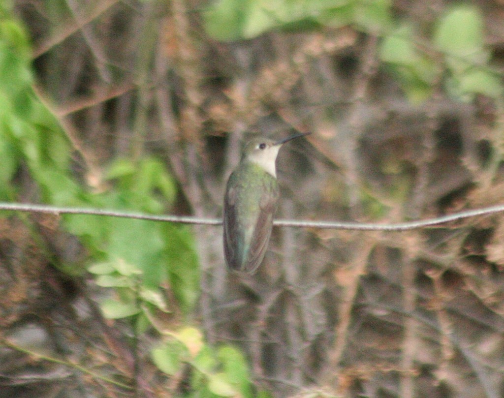 Tumbes Hummingbird - ML78136921