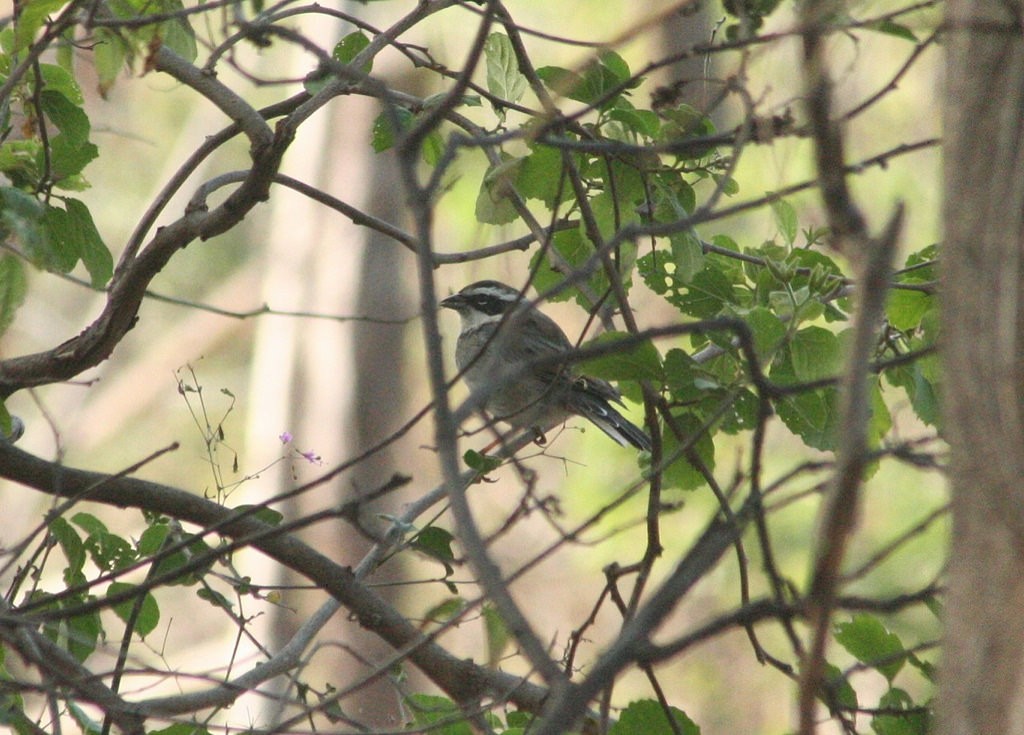 Collared Warbling Finch - ML78136951