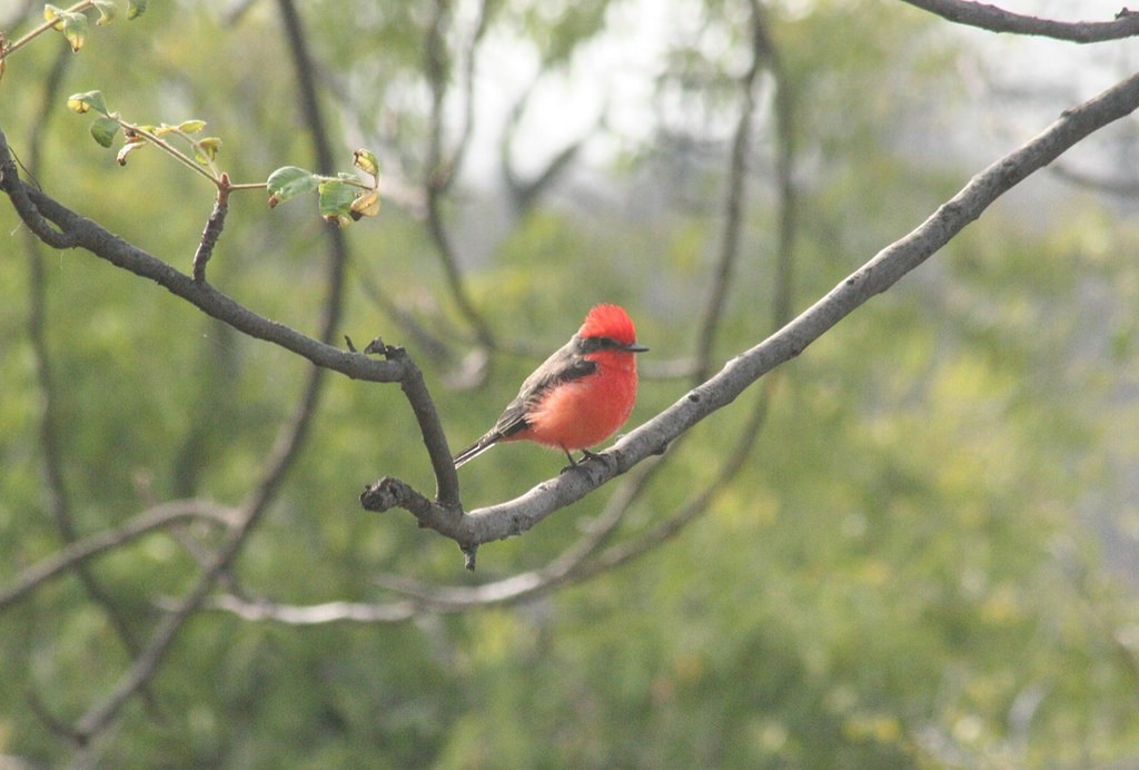 Vermilion Flycatcher - ML78136971