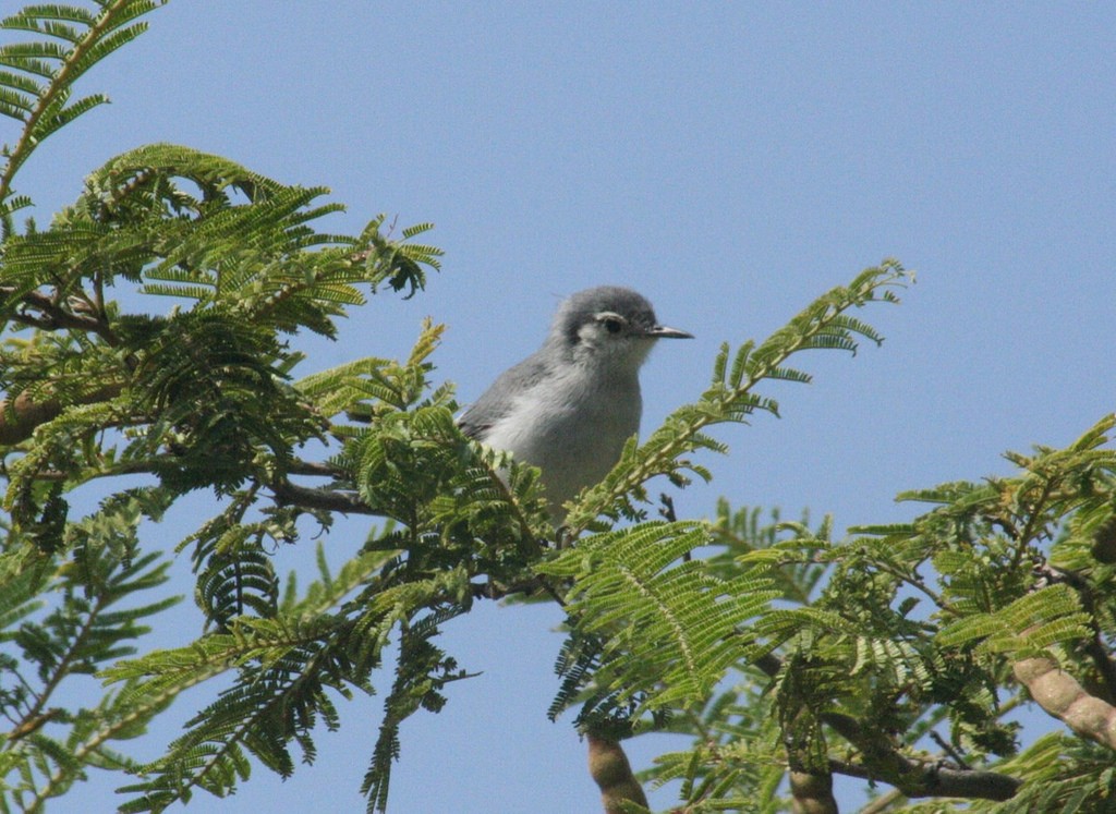 White-browed Gnatcatcher - ML78137031