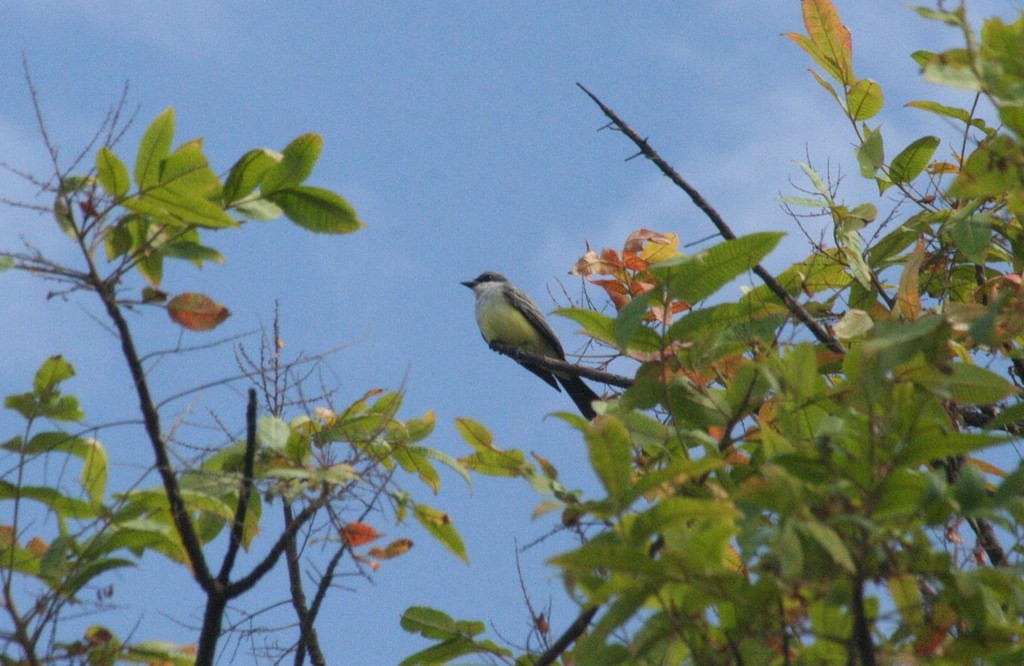 Snowy-throated Kingbird - ML78137111