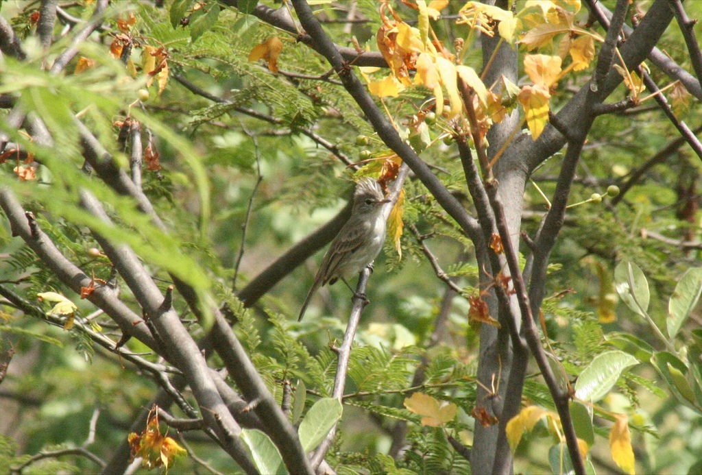 Gray-and-white Tyrannulet - ML78137171