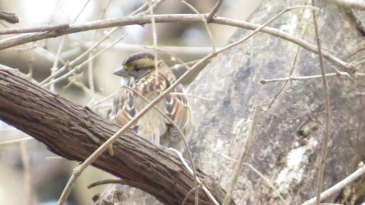 White-throated Sparrow - ML78139441