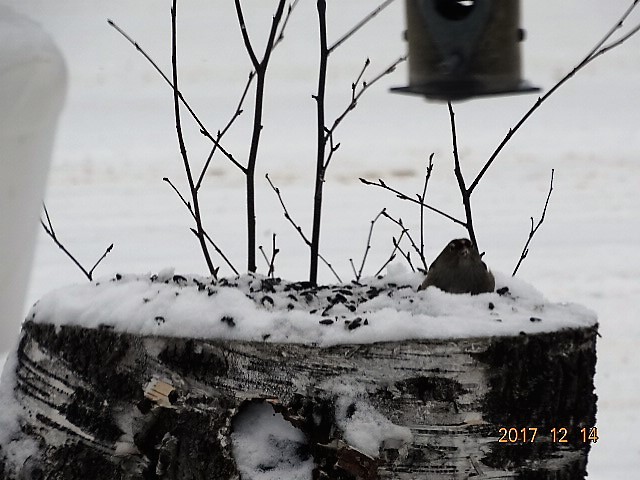 White-crowned Sparrow - ML78142031