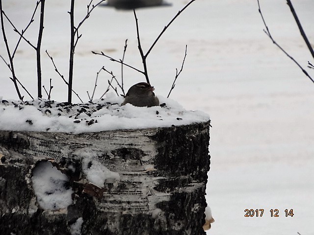 White-crowned Sparrow - ML78142041