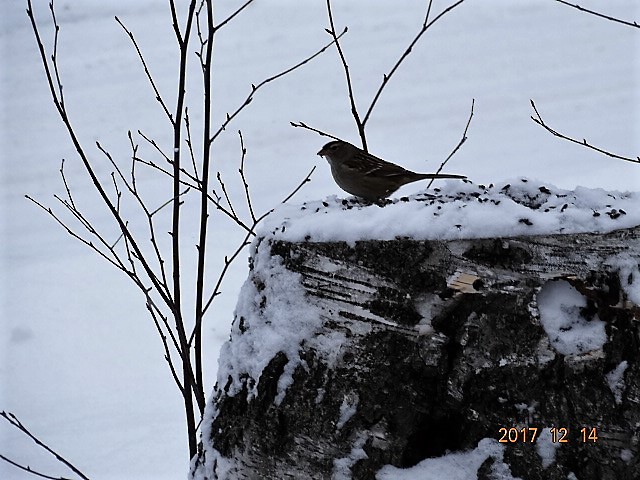 White-crowned Sparrow - ML78142051