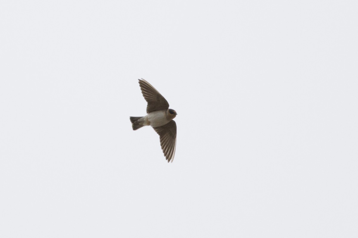 Cave Swallow - ML78142781