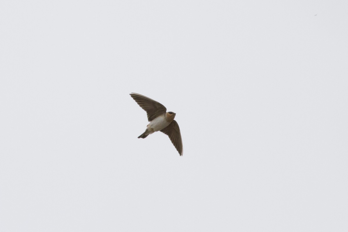 Cave Swallow - ML78142791