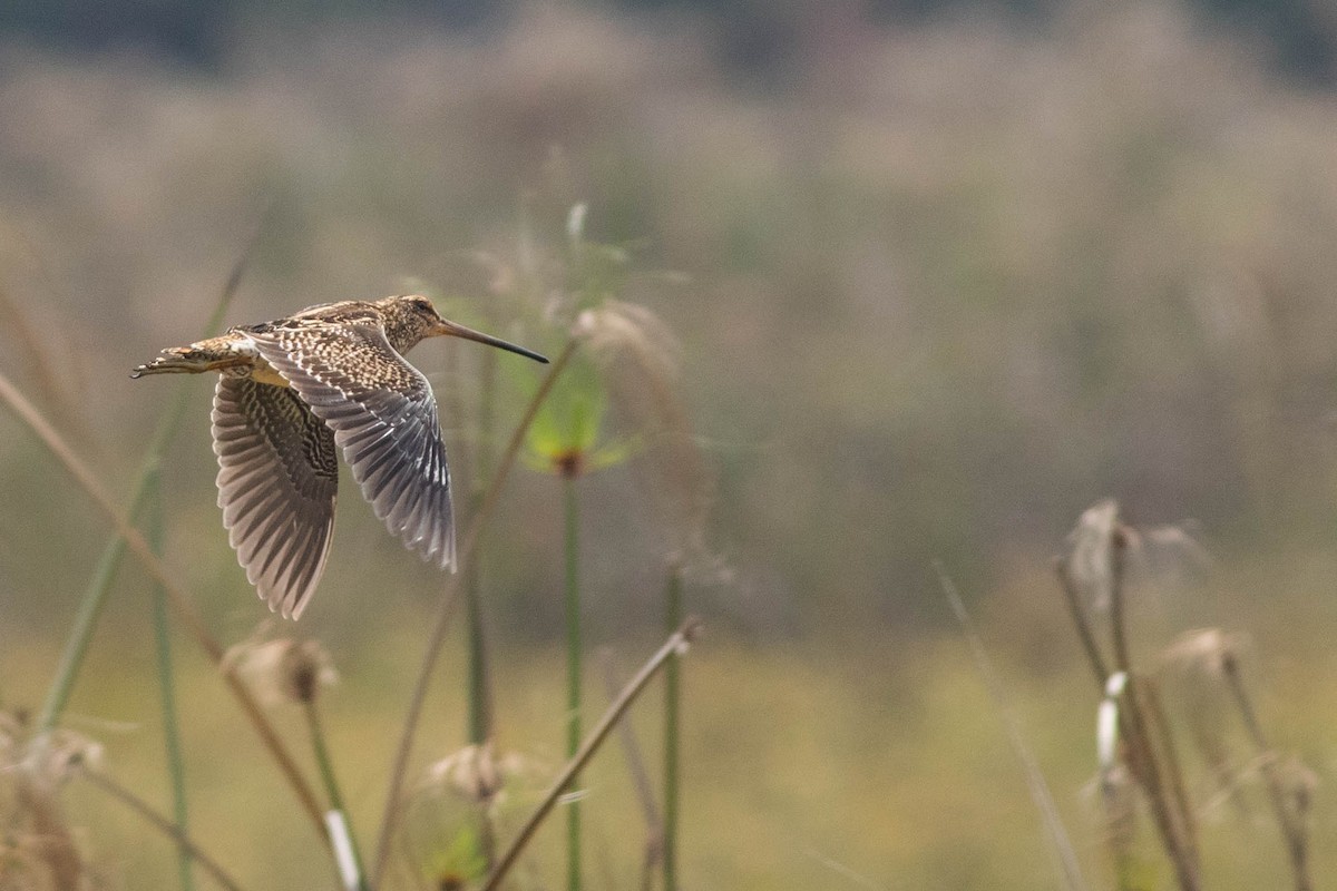 Madagascar Snipe - Doug Gochfeld