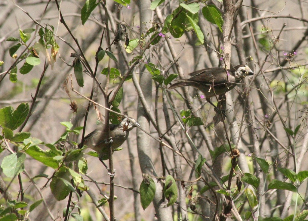 White-headed Brushfinch - Eric DeFonso 🦑