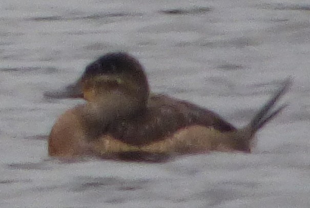 Ruddy Duck - ML78144951