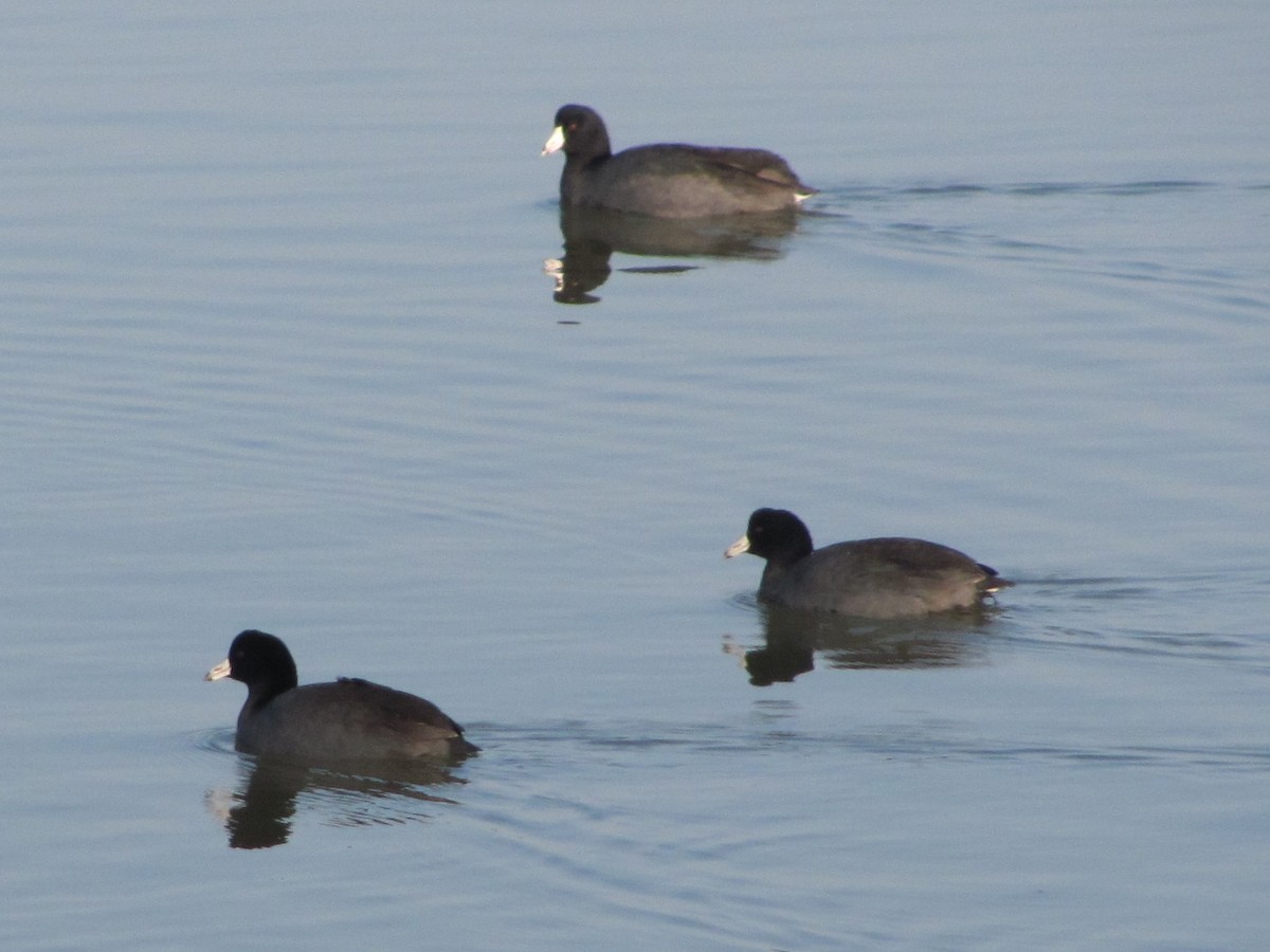 American Coot - Karen Richardson