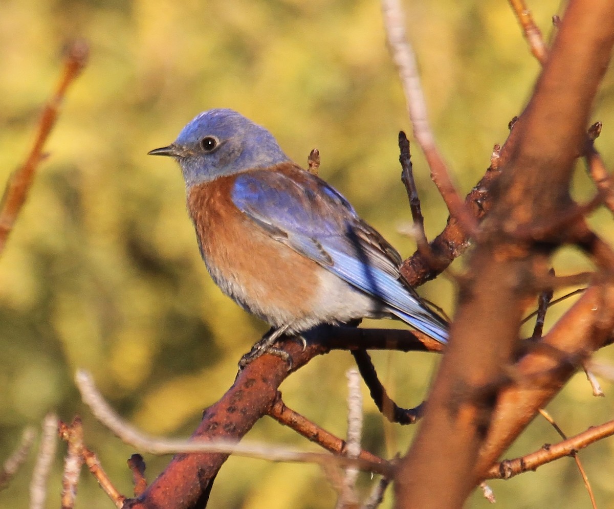 Western Bluebird - Craig Thayer