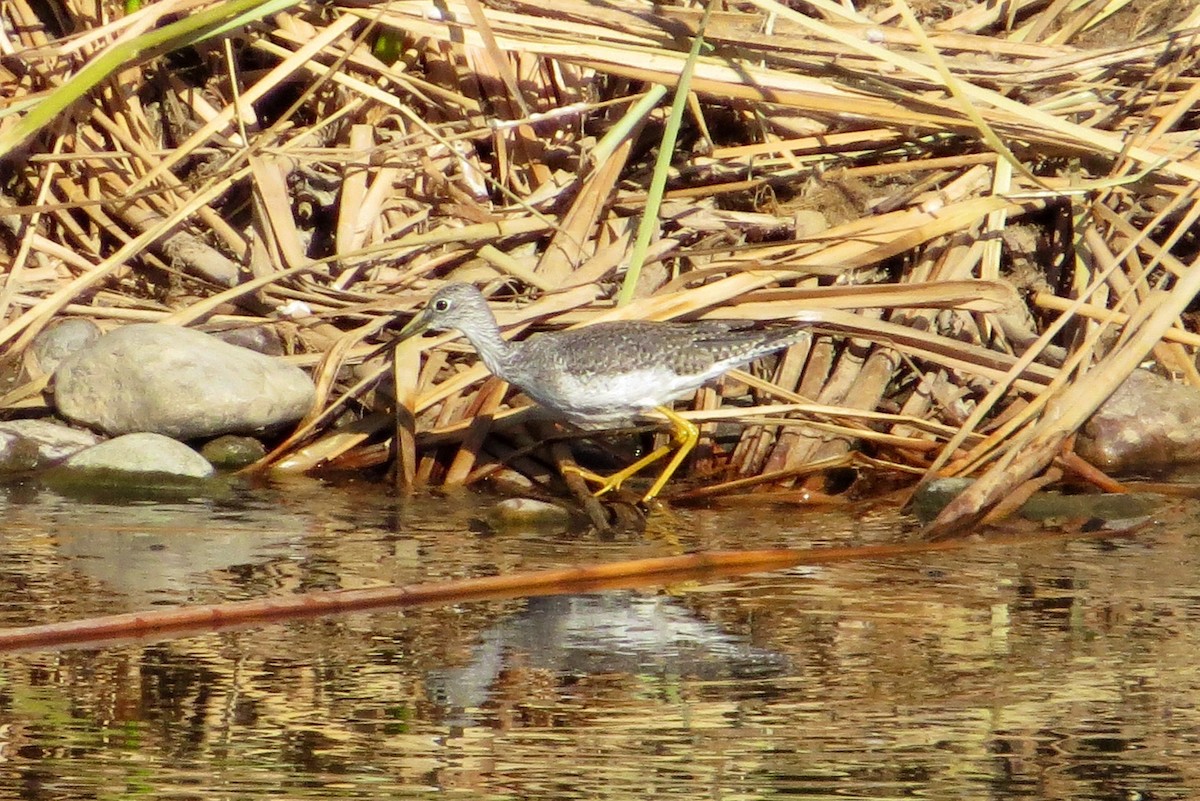 Greater Yellowlegs - Jeanne  Burns