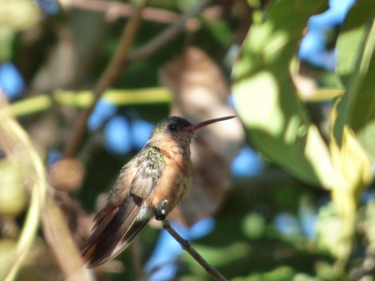 Cinnamon Hummingbird - Mario Reyes Jr