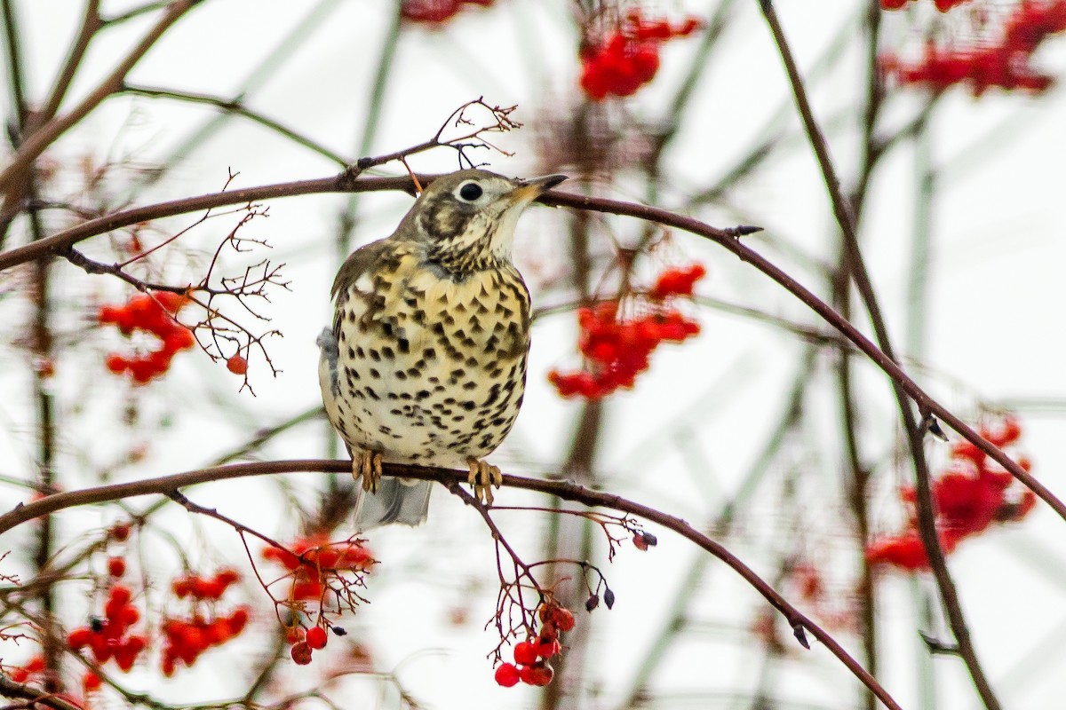 Mistle Thrush - ML78147901