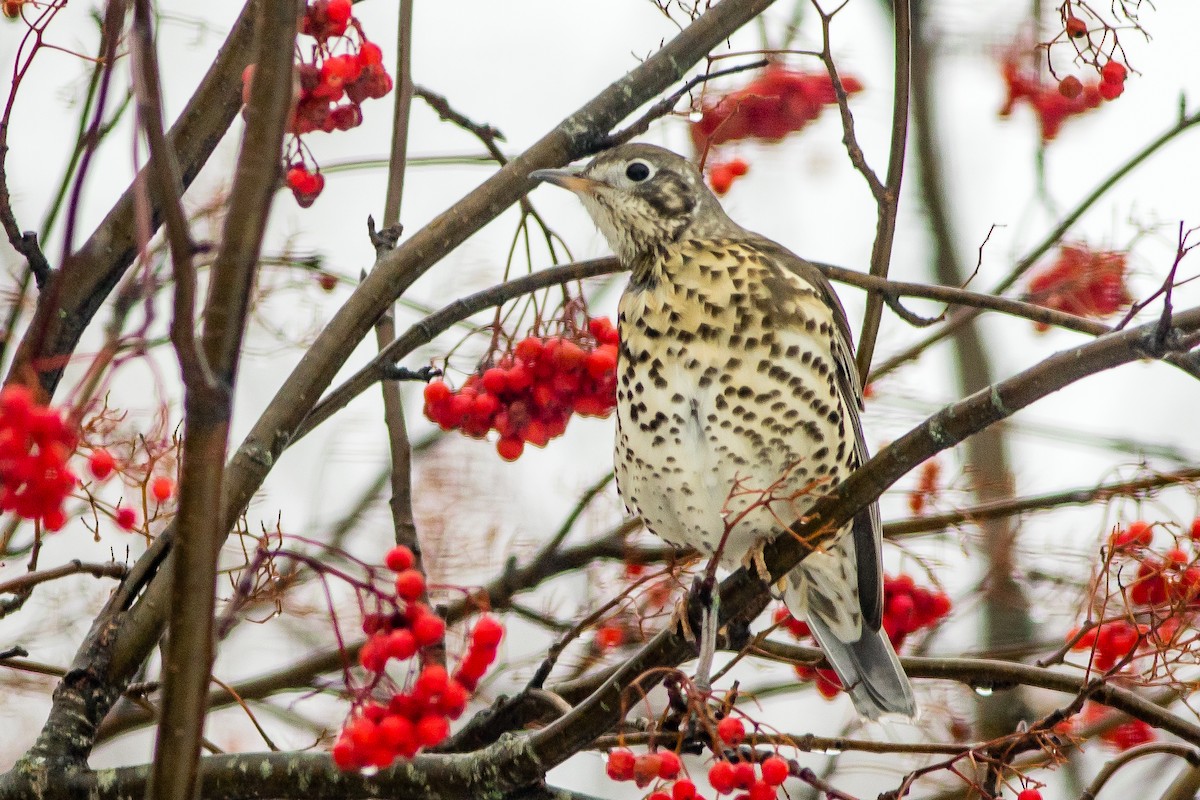 Mistle Thrush - ML78148091