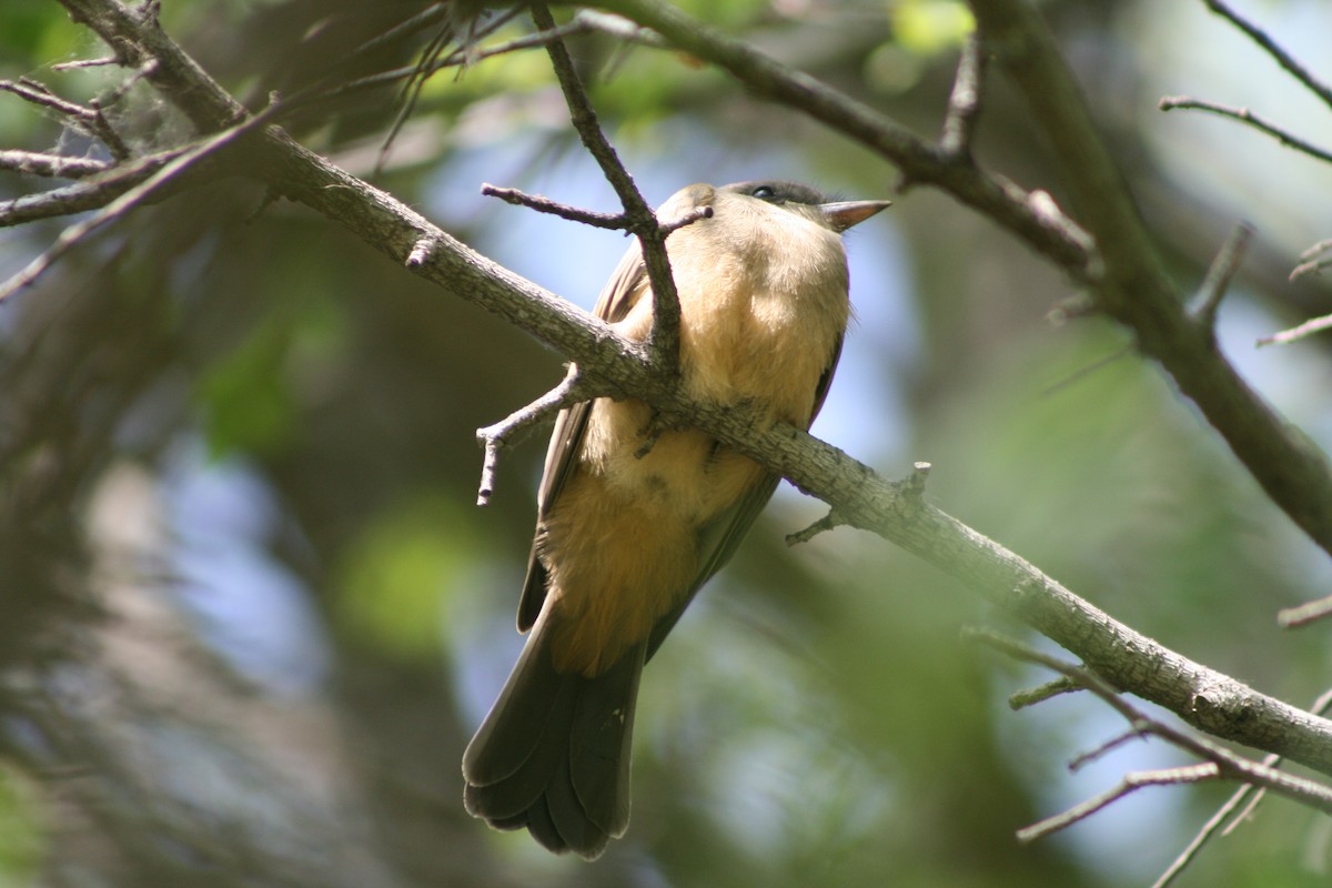 Say's Phoebe - Kimball Garrett