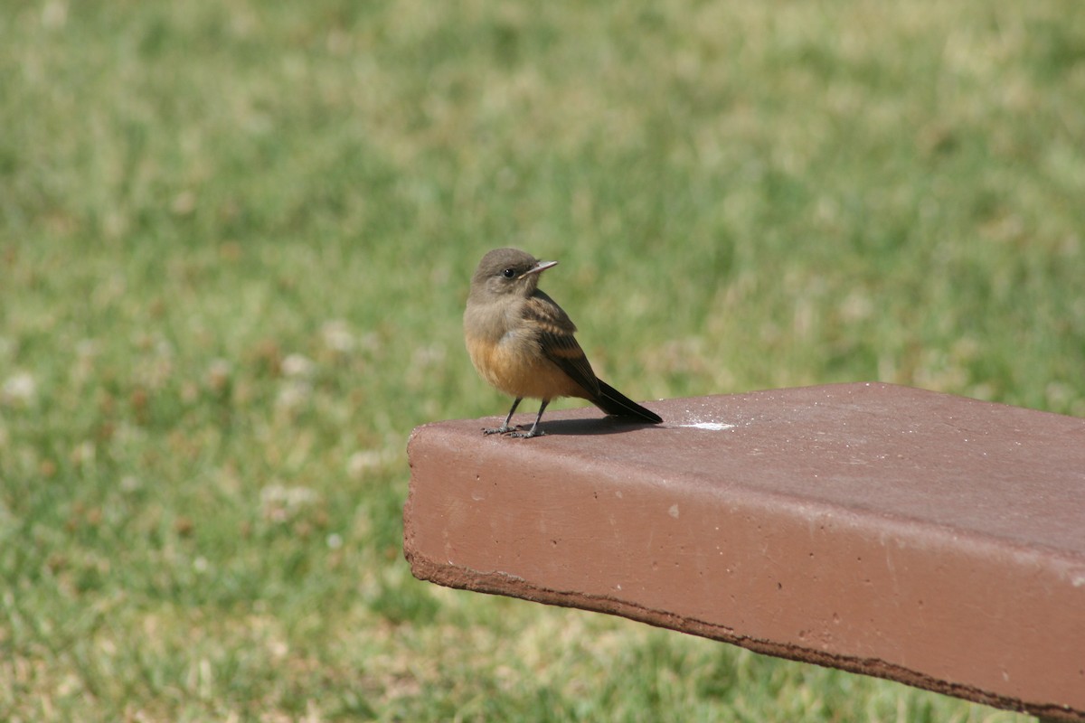 Say's Phoebe - Kimball Garrett