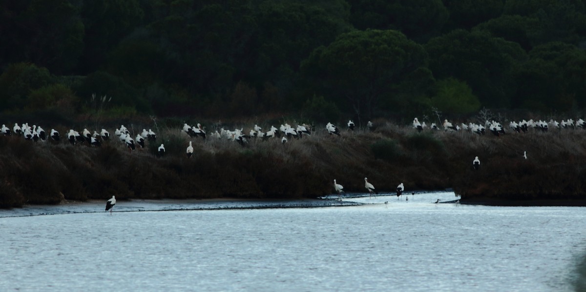 White Stork - ML78149851