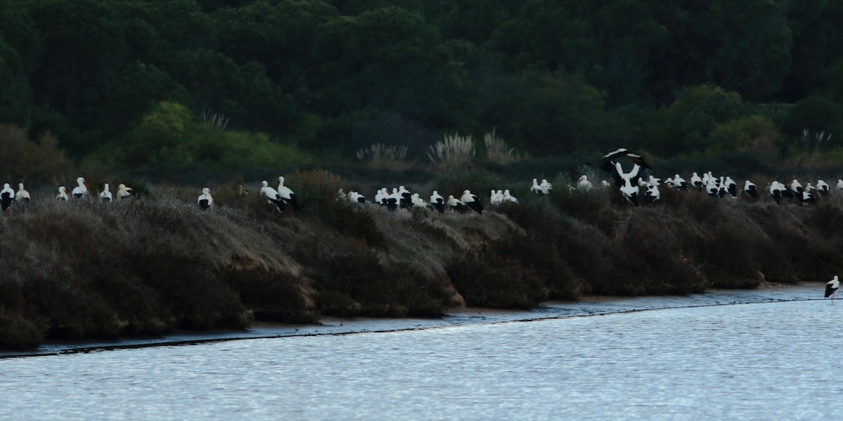 Cigogne blanche - ML78149861