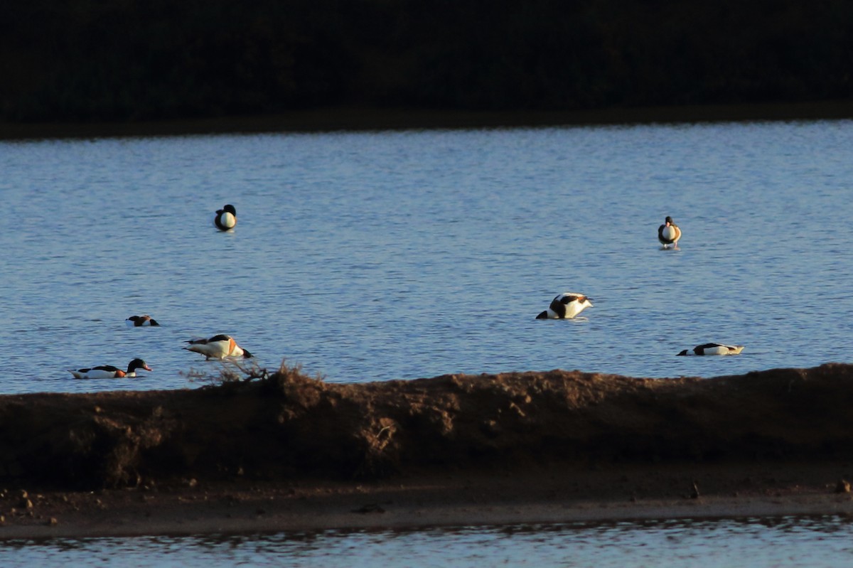 Common Shelduck - ML78149921